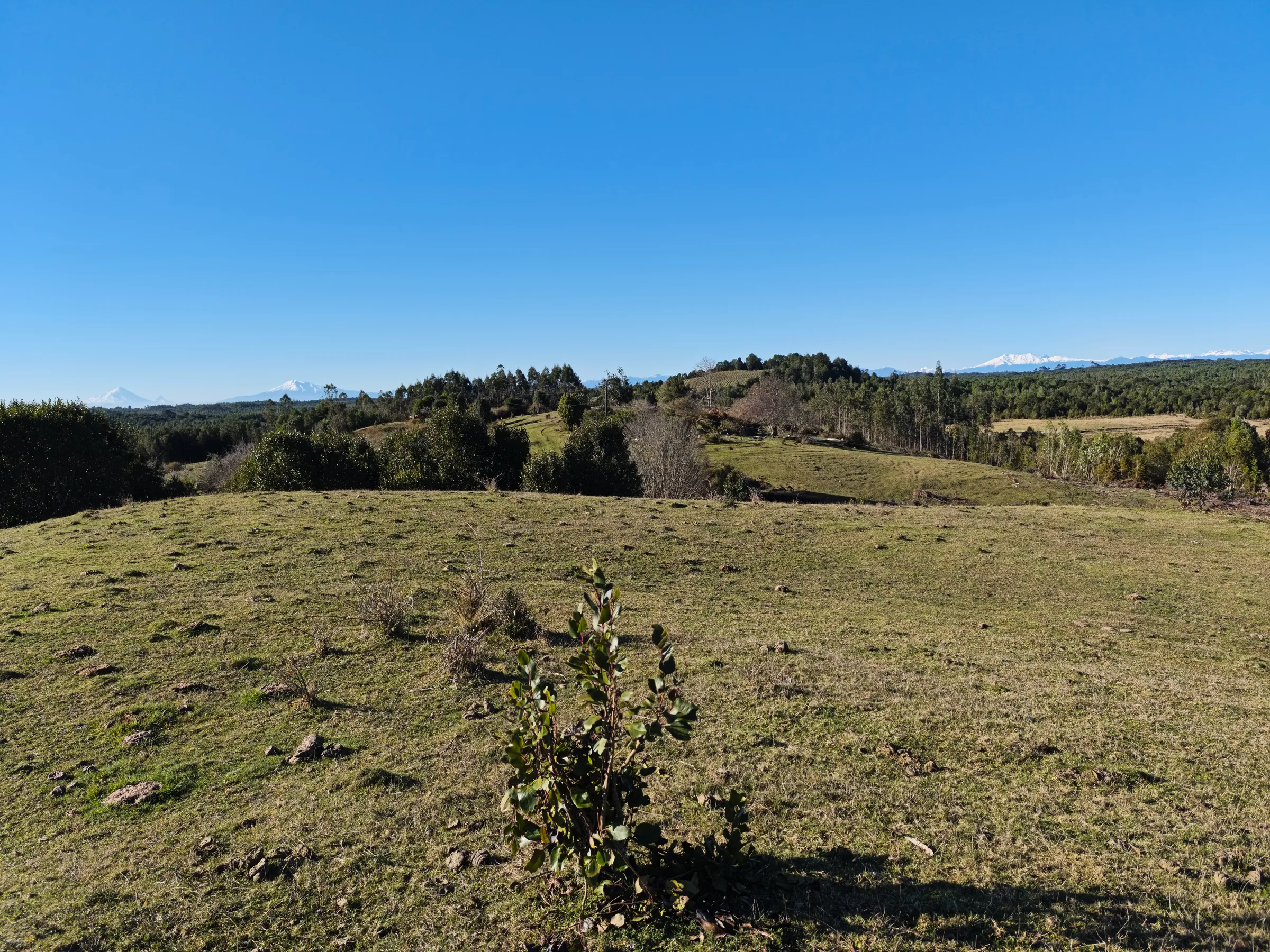 Pradera y bosque en el sur de Chile con volcanes en el horizonte